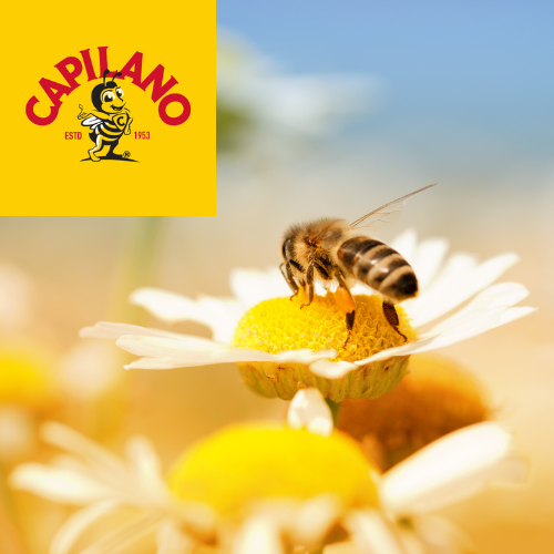 Capilano Australian Honey, save the bees